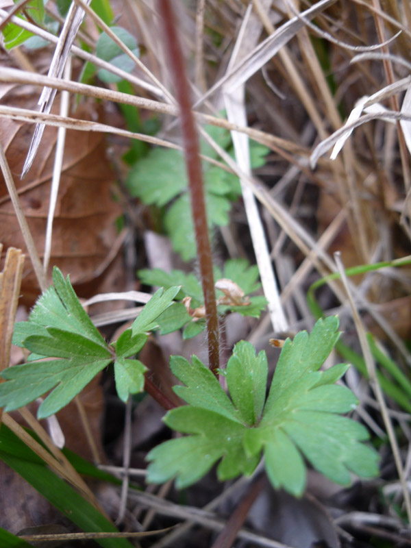 Anemone blanda: endemico di Balcani